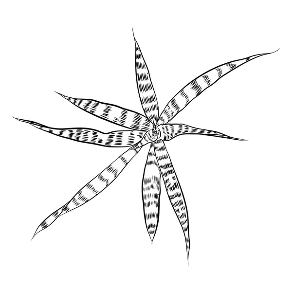 Ręcznie rysowane agawy i aloesu roślin, rodziny. Egzotyczne pl pustynia — Wektor stockowy