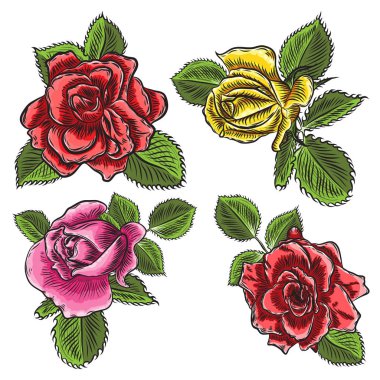 Gül çiçek, kırmızı pembe, sarı ve turuncu kafa tomurcukları ve gr açmak