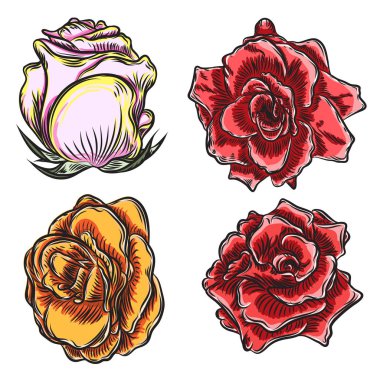 Gül çiçek, kırmızı pembe, sarı ve turuncu kafa tomurcukları. İzole o