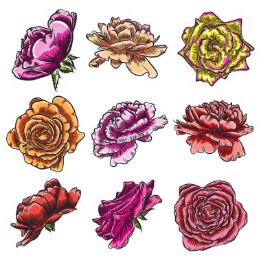 Gül çiçek, kırmızı pembe, sarı ve turuncu kafa tomurcukları. İzole o