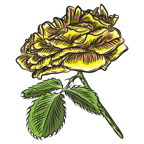 Όμορφη πορτοκαλί κίτρινο τριαντάφυλλο με πράσινα φύλλα που απομονώνονται σε λευκό — Διανυσματικό Αρχείο