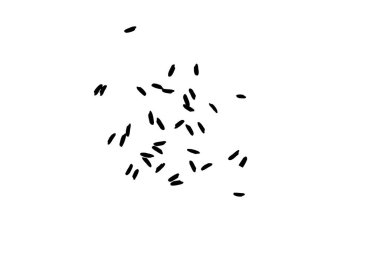 Beyaz pirinç, beyaz zemin üzerine siyah. Organik doku. Silhou