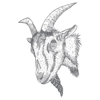 Boynuzları ile keçi veya koyun çiftliği hayvan kafası. Siyah beyaz sketc