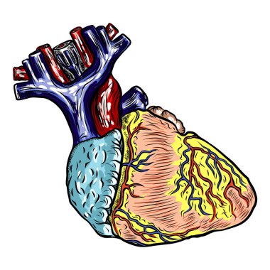 Gerçekçi insan kalbi. Vintage tarzı el çizimi. Karikatürize fl