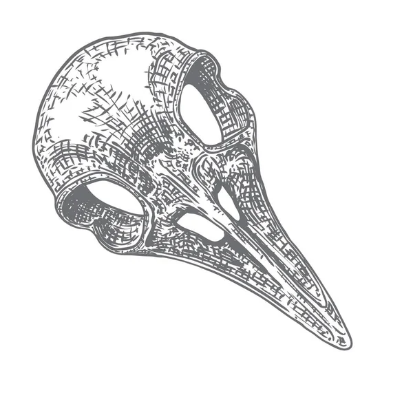 Krähenschädel. handgezeichneter Vogelschädel, Linienzeichnung von Rabenanim — Stockvektor