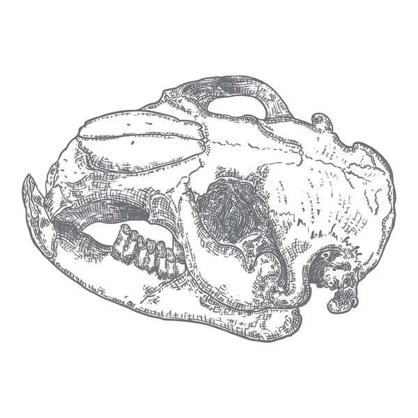 Череп бобра. Мертвое животное гравирует руку, рисуя череп головы. Sk — стоковый вектор