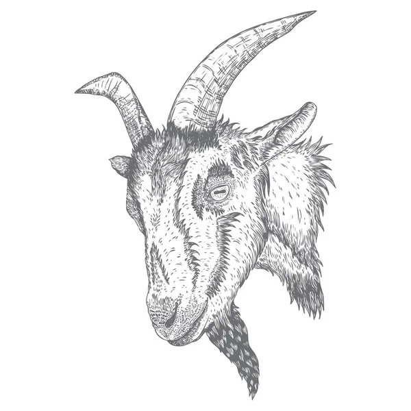 角を持つヤギや羊の家畜の頭。黒と白のスケッチ — ストックベクタ