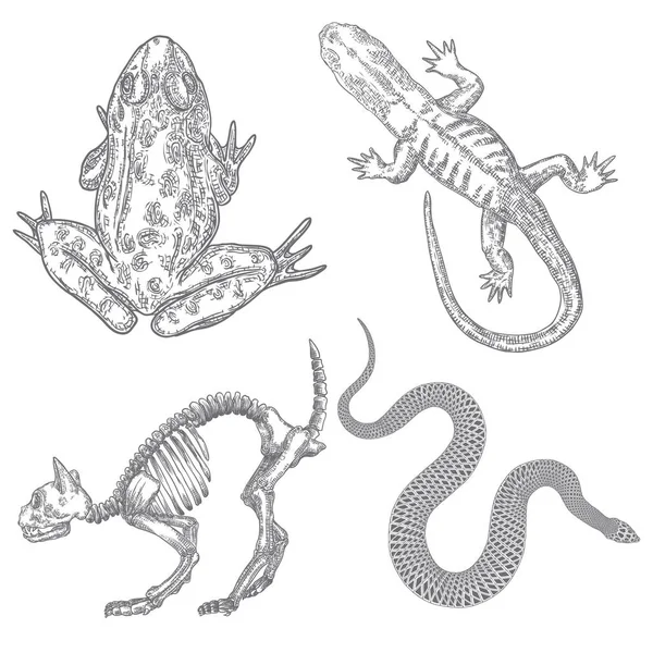 Set di elementi animali magici. Schizzo disegnato a mano per mago collec — Vettoriale Stock