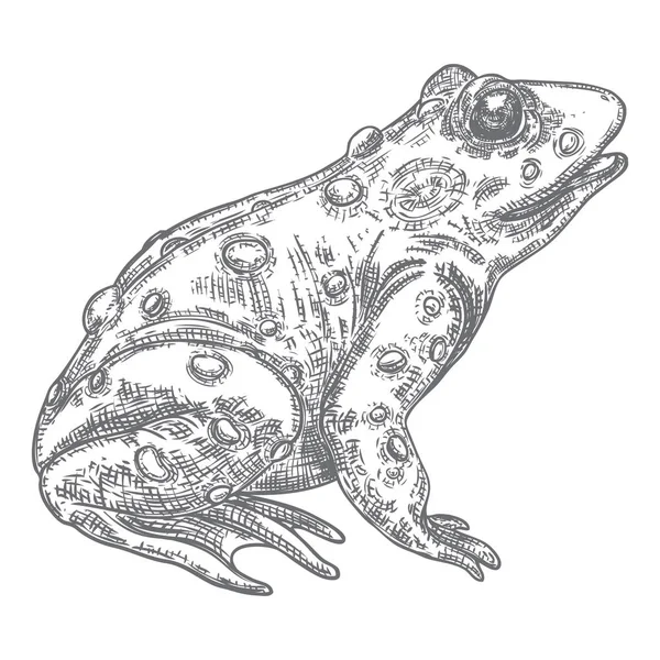 Ilustracja linii Forest Frog w kolorze szarym. Magia Anusha lub trucizny t — Wektor stockowy