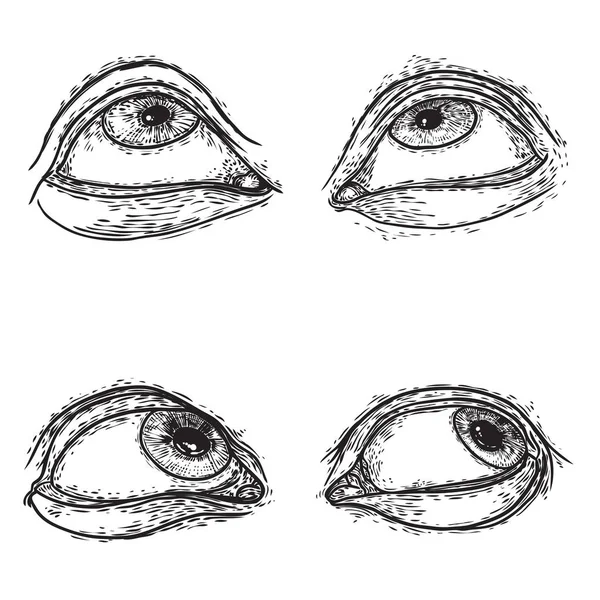 Conjunto de varios dibujos del ojo humano en diferentes direcciones a — Archivo Imágenes Vectoriales