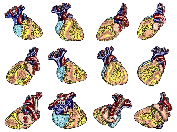Set of Anatomical human heart sketch isolated on background. Han — 图库矢量图片