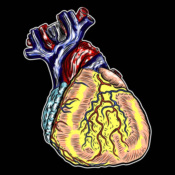 Vektorgrafiken Herz Anatomisch Vektorbilder Herz Anatomisch Depositphotos