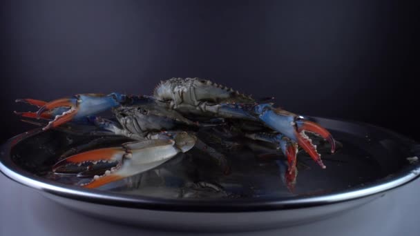 Blauwe krabben, rauwe verse zeevruchten, rivierkreeften of schelpdieren die op de plaat roteren. 9mm lens breed close-up zicht. Exotische zeevissen spinnen, verkocht voor het koken Caribische schotel. Curry, Callaloo schotel. 4k. — Stockvideo