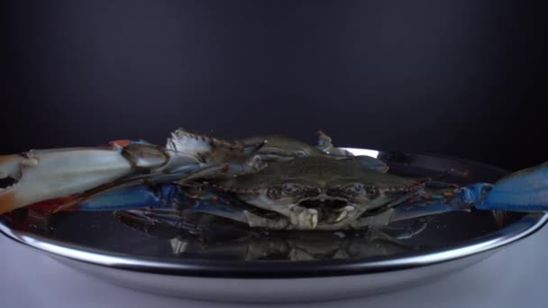 Few fresh raw blue crabs as seafood in the metal plate, from local Canadian store, sold on the market for cooking and restaurants. Crawfish in a pan. Crayfish 9mm wide close-up macro view. — Stock Video