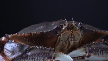 Canlı Dungeness yengecinin sinematik portresi. 9mm 'lik süper geniş mercek, Bc Kanser Masterı deniz ürünleri 4K' da. Vücudun, ağzın ve pençelerinin aşırı detayları. Restoranlar yemek pişirme konsepti