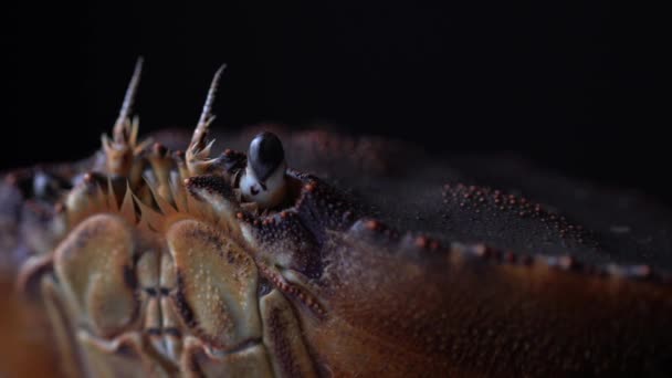 Cinematisch macro portret van levende Dungeness krab. Sluiten van de Bc Cancer magister schelpdieren zeevruchten in 4k. Extreme details van het lichaam gezicht met mond en ogen. Restaurants schotel close-up concept. — Stockvideo