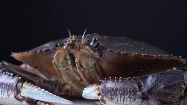 Caranguejo Dungeness vivo, mestre Metacarcinus ou mestre do câncer mariscos habita na costa oeste da América do Norte. Vendido em lojas de alimentos canadenses para cozinhar e restaurantes. lagostins, 9mm de largura vista . — Vídeo de Stock