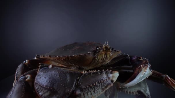 Dungeness crab, rotating on the metal kitchen plate, 9mm lens close up wide view. Crab with claws. Imported and sold in Canada as sea food for Caribbean dish. Curry, Callaloo dish. 4k. — Stock Video