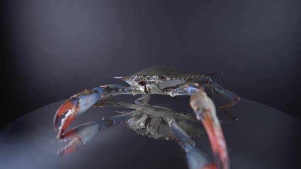 Grote blauwe krab op de stalen kookplaat. Krab met klauwen, zicht met 9mm brede lens close-up, verkocht in Canada om te koken, stil zitten op metalen pan en bewegende mond. 4k zeevoedselconcept. — Stockvideo