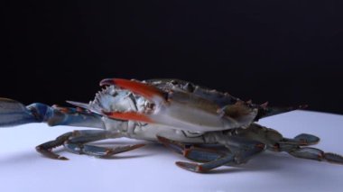 Mavi Yengeç, Callinectes sapidus, beyaz tabakta dönüyor, 9mm 'lik yakın görüş. Savunmada yengeç ya da pençelerini aşağı yukarı hareket ettirerek saldırıyor. Karayip yemeği için Kanada 'da ithal ve satıldı..