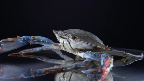 Cangrejo azul, mariscos frescos crudos o mariscos girando en el plato. Vista de primer plano amplia lente de 9 mm. Peces marinos exóticos girando, vendidos para cocinar platos caribeños. Curry, plato Callaloo. 4k . — Vídeos de Stock