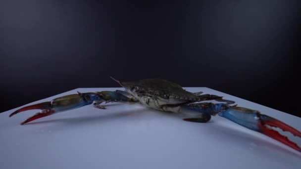 Blauwe krab, Callinectes sapidus, op de witte vierkante plaat, 9mm lens van dichtbij breed zicht. Krab met open klauwen. Ingevoerd en verkocht in Canada als zeevruchten voor Caribische gerechten. Curry, Callaloo schotel. 4k. — Stockvideo