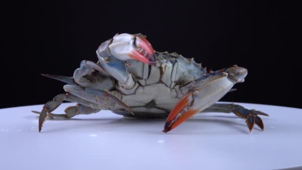Blue Crab, Callinectes sapidus, на білій пластині, що обертається, об'єктив 9 мм зблизька. Напад на оборону або натиск, що рухається вгору і вниз. Імпорт і продаж у Канаді для карибської страви.. — стокове відео
