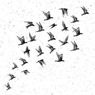 Siyah el çizilmiş vuruş kuşlar, akın ayarlayın. Çizim krokisi. -ını