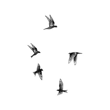Siyah el çizilmiş vuruş kuşlar, akın ayarlayın. Çizim krokisi. -ını