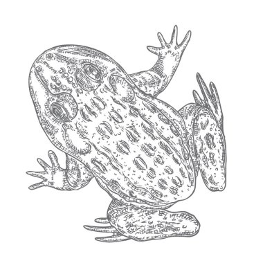 Gri Orman Kurbağası çizgi illüstrasyon. Sihirli anuran veya zehir t