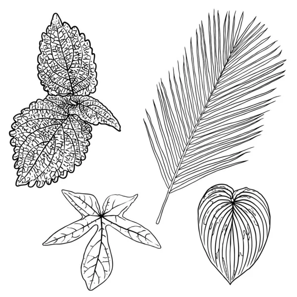 Blommiga designelement. Bladen med grenar. Uppsättning inhemska gr — Stock vektor