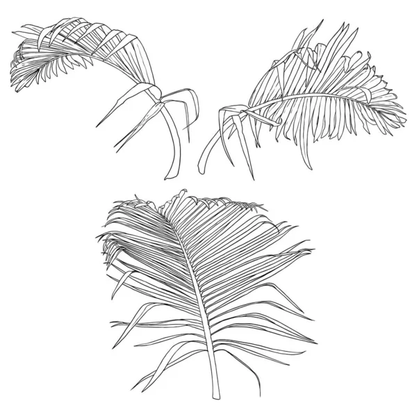 Tropik yapraklar koleksiyonu. Beyaz sırtında yalıtılmış eğreltiotu elementleri — Stok Vektör