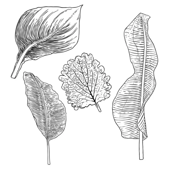 Domesticated home  and city forest seasonal leaves drawing set. — 스톡 벡터