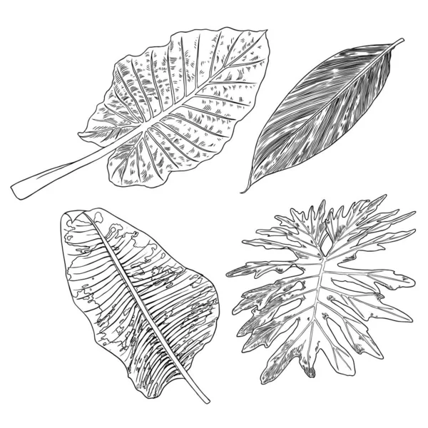 Feuilles botaniques dessinées à la main branches et fougère. Domestique maison — Image vectorielle