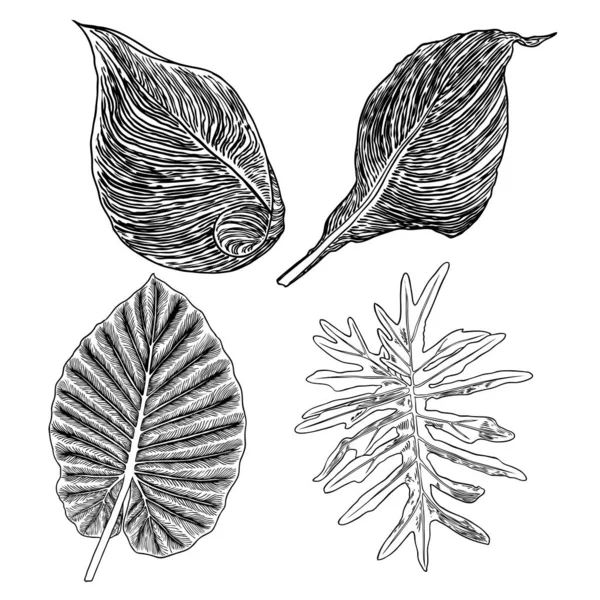 手描きの植物の葉の枝やシダ。家畜化された家 — ストックベクタ