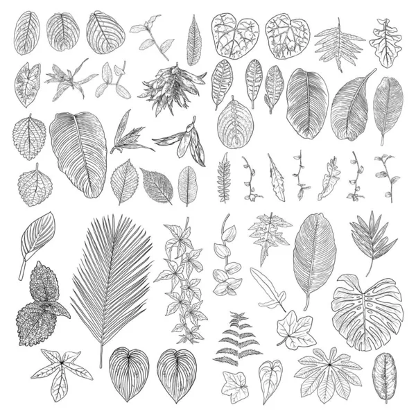 Tropical domestic leaves collection. Isolated fern elements on w — 스톡 벡터