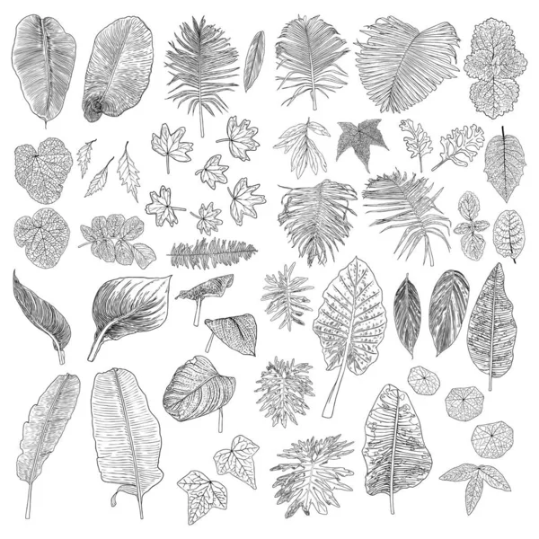 Tropiska blad samling. Isolerade ormbunkar på vit rygg — Stock vektor