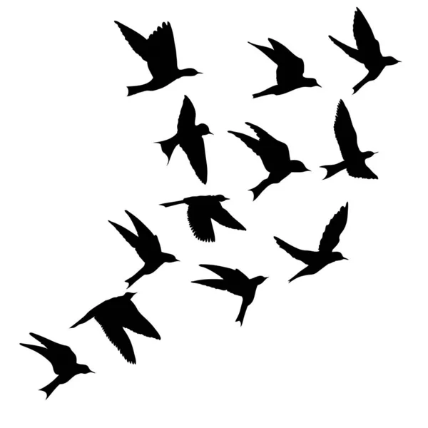 Silueta de aves voladoras sobre fondo blanco. Bo inspirador — Vector de stock