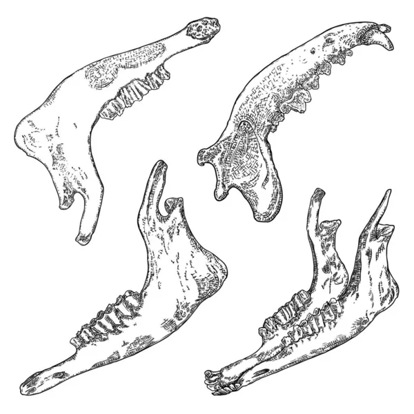 Conjunto de ovejas o cabras y lobo o mandíbula de perro. Huesos de dientes envejecidos. Fa — Archivo Imágenes Vectoriales