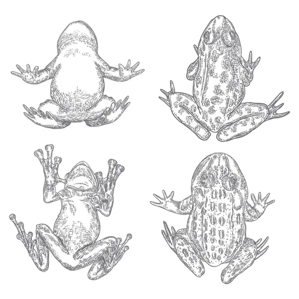 Ensemble de grenouilles diverses, dessin à la main de crapauds empoisonnés, sorcière noire — Image vectorielle