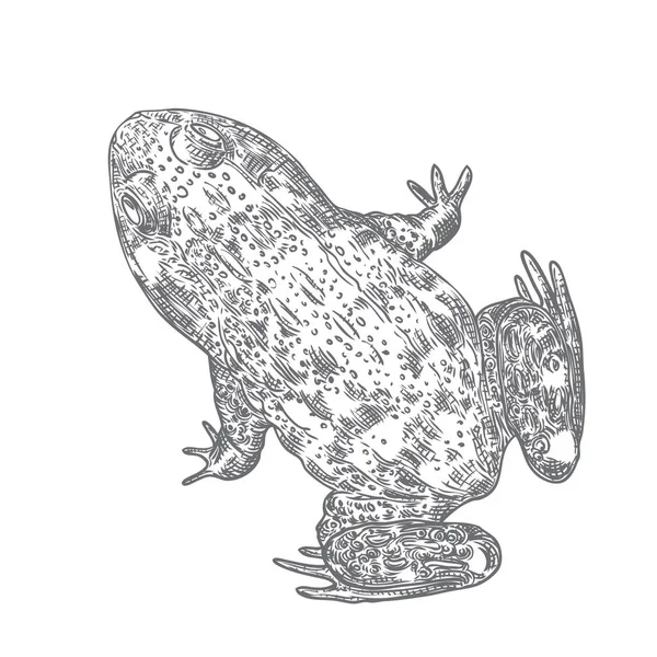 Bosque rana línea ilustración en gris. Anuran mágico o veneno t — Archivo Imágenes Vectoriales