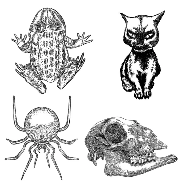 Set de diseño de elementos animales mágicos. Bosquejo dibujado a mano para mago — Vector de stock