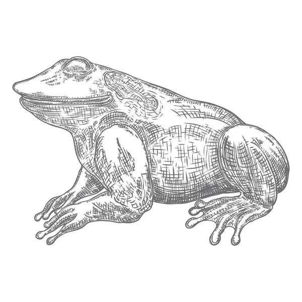 Illustration de la ligne Forest Frog en gris. Anouran magique ou poison t — Image vectorielle