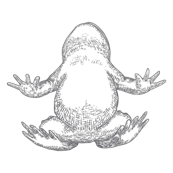 Abbildung der Waldfrosch-Linie in grau. Magisches Anuran oder Gift — Stockvektor