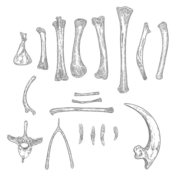 Набор костей скелета птицы для магического культа, косточки желаний, руки, крыла , — стоковый вектор