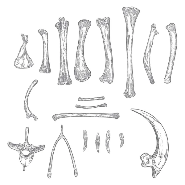 Zestaw szkieletowych kości do magii kultu, wahacza, ramienia, skrzydła, — Wektor stockowy