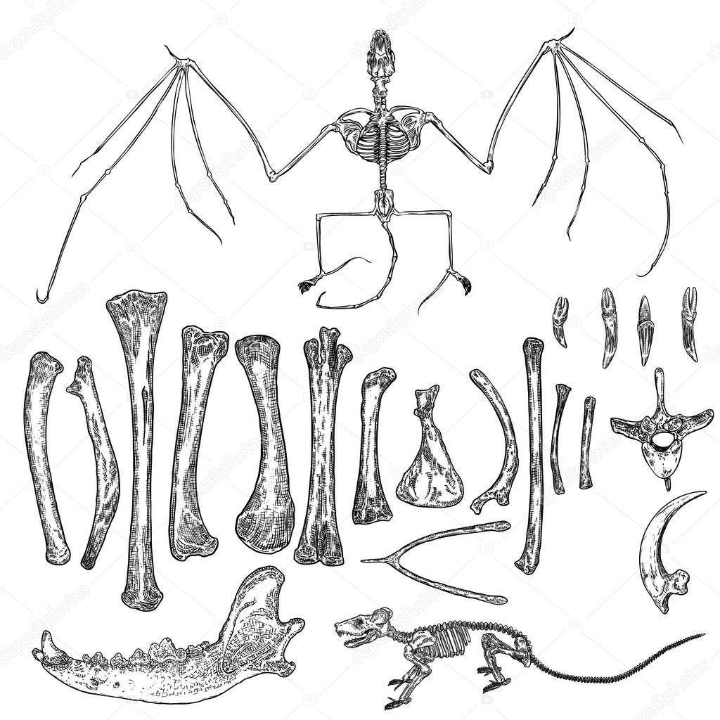 Magic animal bones design elements set. Hand drawn sketch for ma