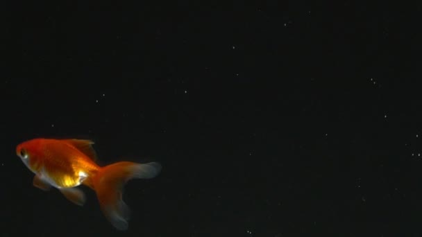 Langzaam zicht op goudvissen die in de tank zwemmen. Gouden vissen zwemmen willekeurig close-up. — Stockvideo