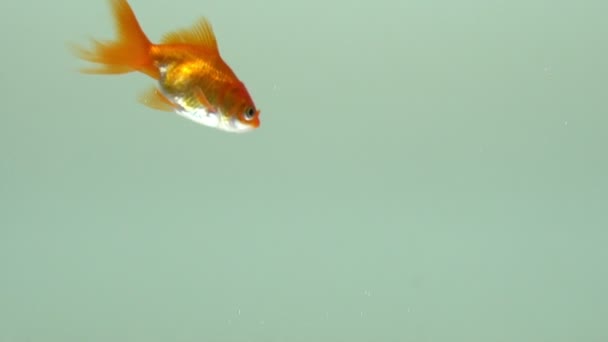 Slow motion view of goldfish swimming in the tank. Gold fish swimming randomly close up. — 비디오