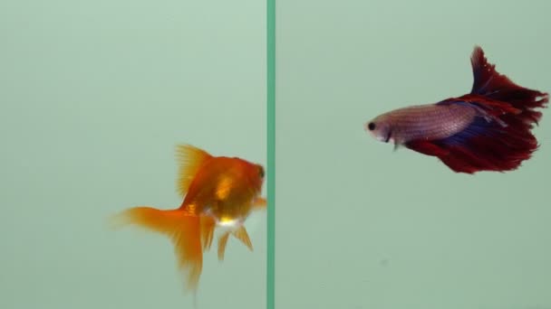 Gold fish and Siamese fighting fish Betta together in the tank swim to each other, relationship and communication concept. Fight and conflict idea illustration. — Stock Video